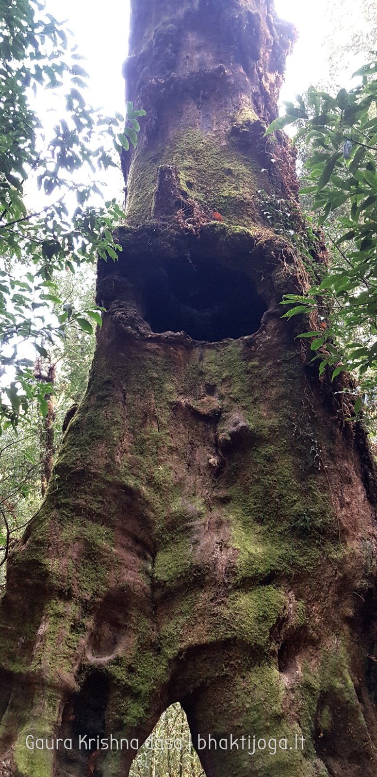  Trees. Shivapuri mountain. Kathmandu. 2019.01.15